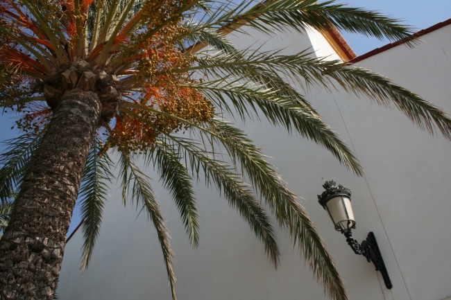 Palm at the castel, 