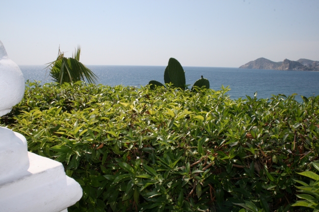 Hedge surrounding the Cstel, 