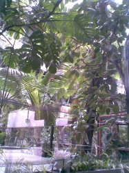 Barbican Conservatory