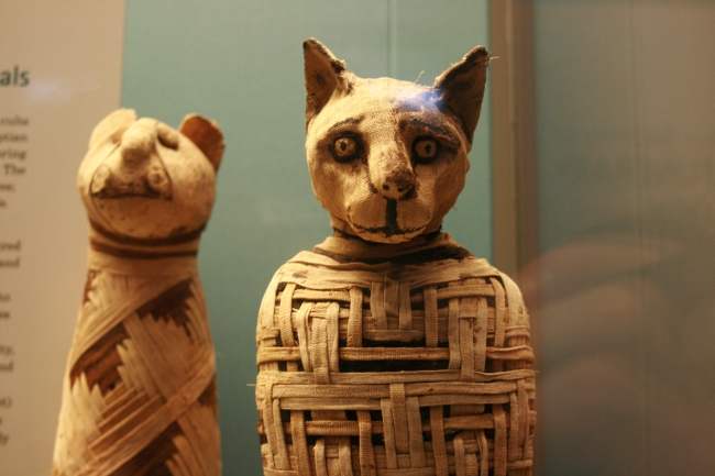Egyptian cat, 