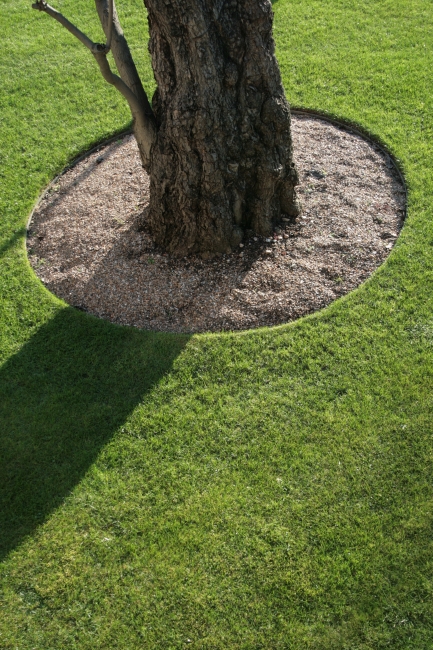 Well cared for lawn, ath the Houses of Parliament Gardens