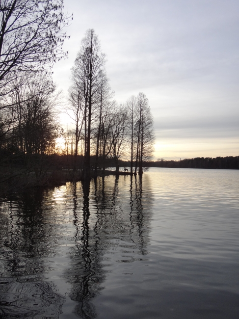 Bäume und untergehende Sonne, 