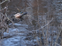 Ente im Wolfssee