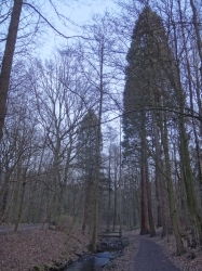Bachlauf im Wald am Wo...