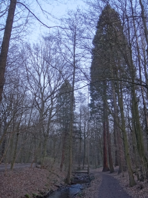 Bachlauf im Wald am Wolfsee, 6-Seen-Platte