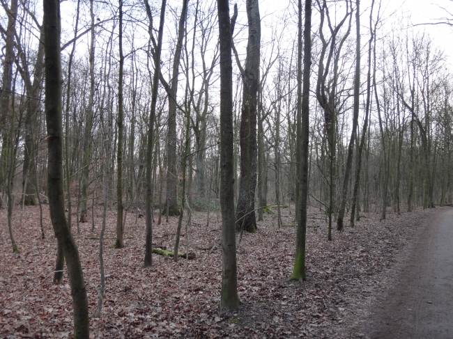 Waldweg und Gehölz, 