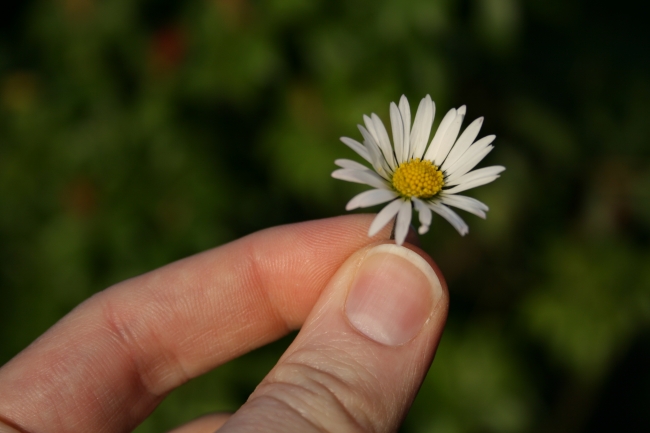 Gänseblümchen vor grünem Hintergrund, zwischen den Fingerspitzen