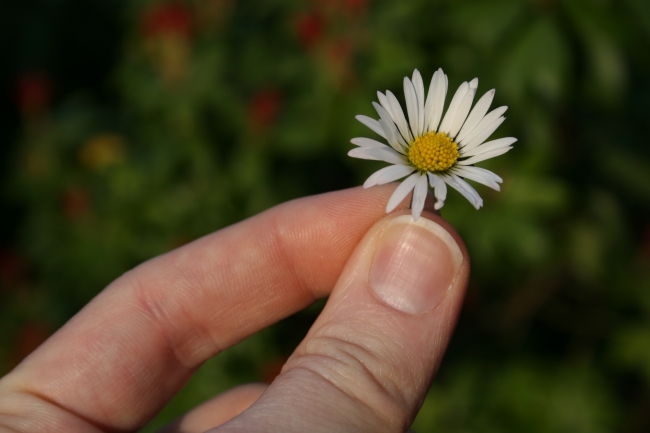 Gänseblümchen vor grünem Hintergrund, 