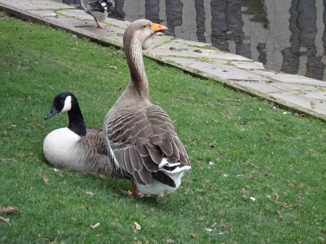 Erpel, und Ente am Teich