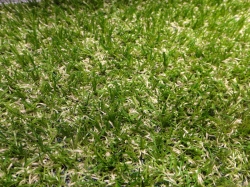 Artificial lawn Green
