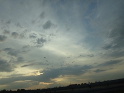 Birds over Düsseldorf