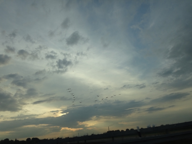 Birds over Düsseldorf, 