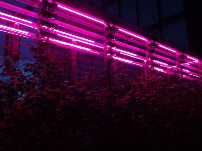 Neon @ Hyatt, they light up the bar area at nightime