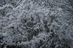 Snow on trees