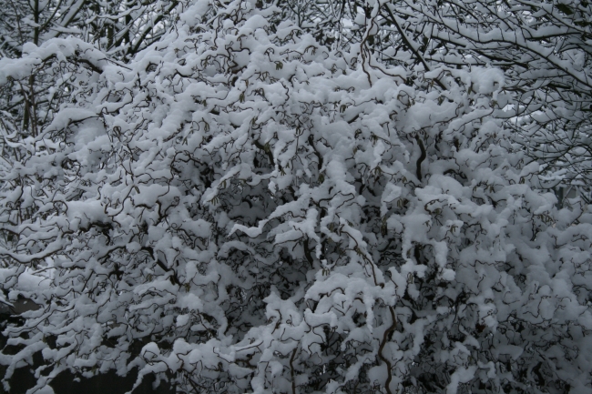Snow on trees, 