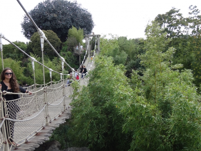 Adventure Isle's suspension bridge, with the Robinson's tree in the background