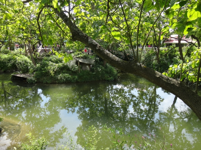 Mangrove tree and lake, looking towards col. Hathi's, 