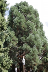 Giant cedar near Casey...