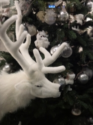 White reindeer on a de...