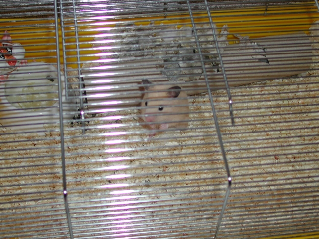 Our hamster "Forrest Gump", 