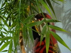 Wood parrot